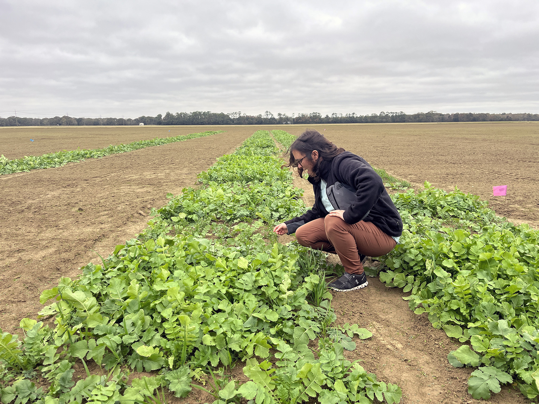 Mysterious ineffectiveness of pesticide prompts AgCenter entomology research